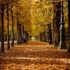 Fall Colors in Paris